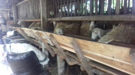 Wanujoyo Lor Mulai Tawarkan Hewan Qurban